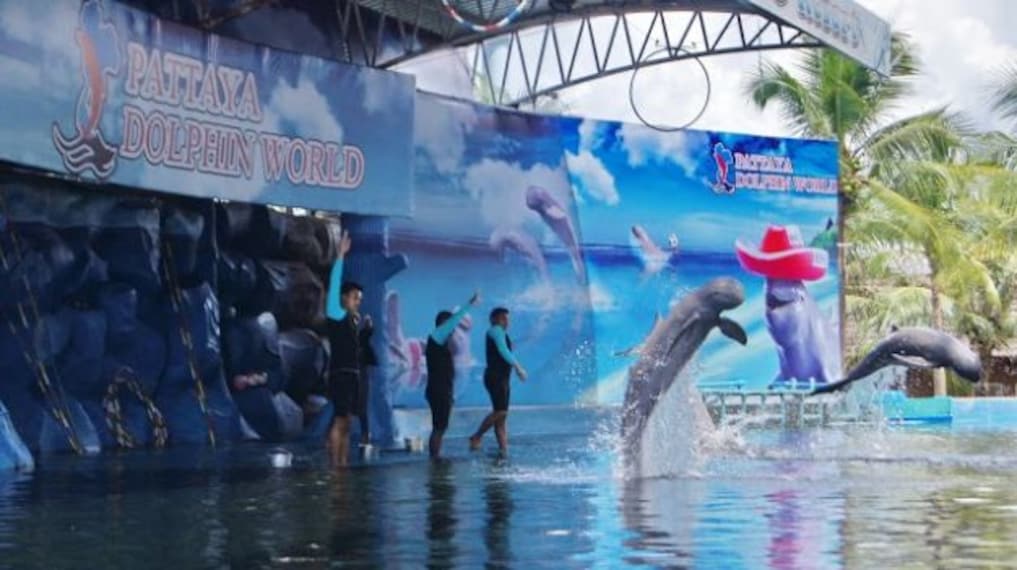 Pattaya Dolphin World_1